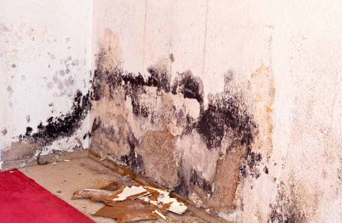 Mold Remediation