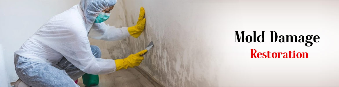 Mold Damage from Leak in Little Rock & Benton, AR