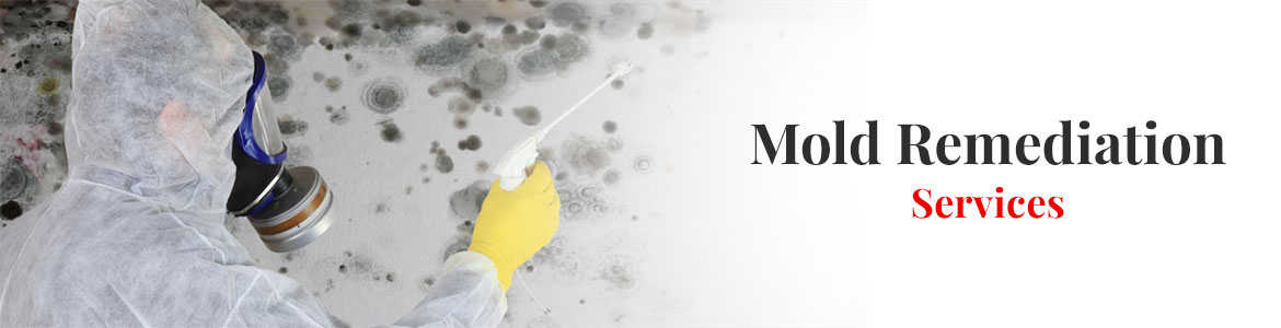 Mold Remediation in Little Rock, AR