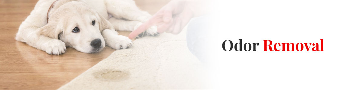 Odor Removal in Little Rock, Conway & Benton, Arkansas