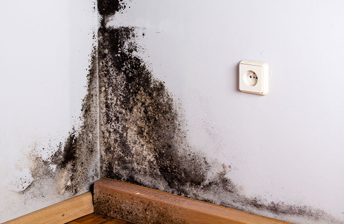 Black mold and floor