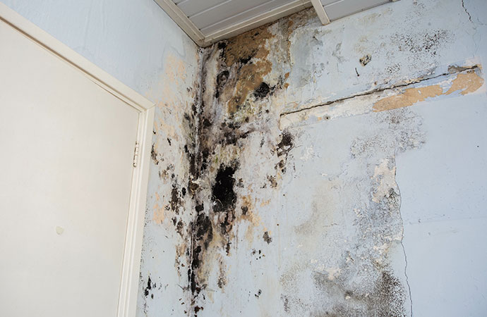 Close up photo of a wall infesyed with mold
