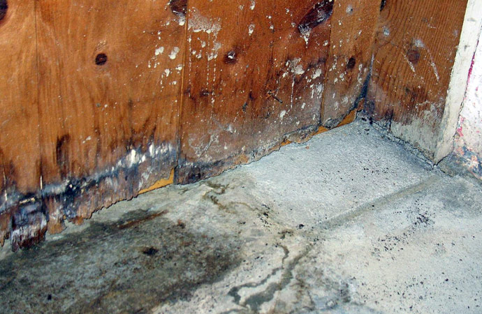 Common Causes of Mold Damage
