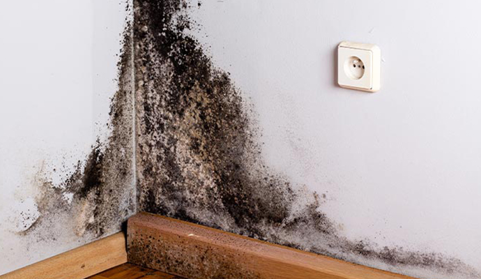 Black mold on wall corner