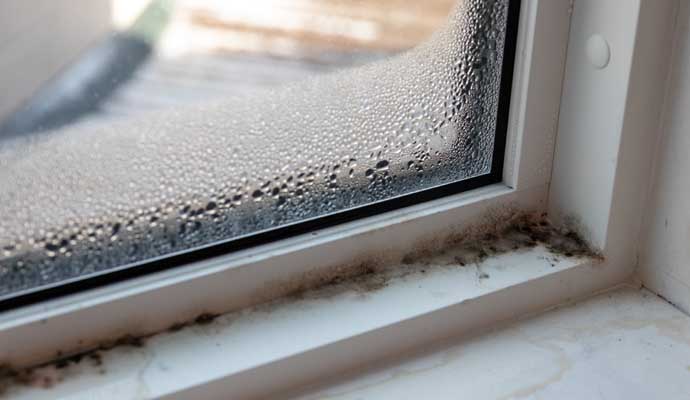 Mold Structural Damage Repair in Benton & Conway
