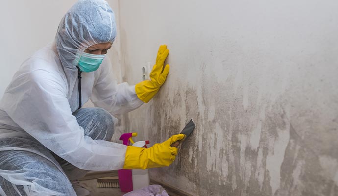 Mold removing professionally Mold removing professionally