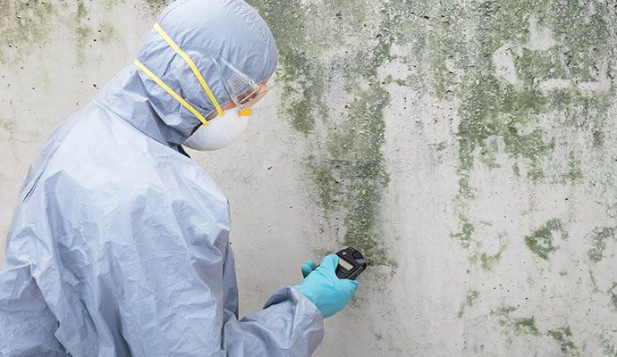 Professional worker inspecting mold on the wall