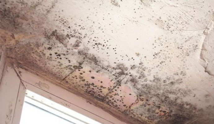 Mold Remediation Service in Lonsdale, AR