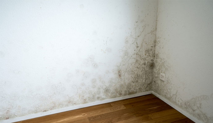 Mold Remediation Service in Keo, AR