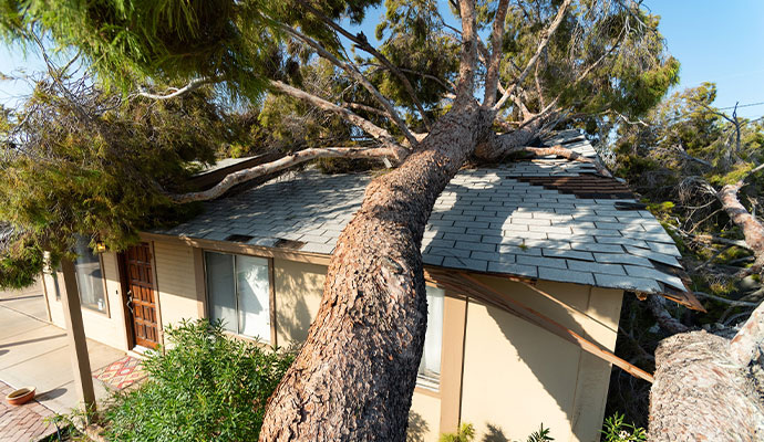 Large tree fallen on house roof