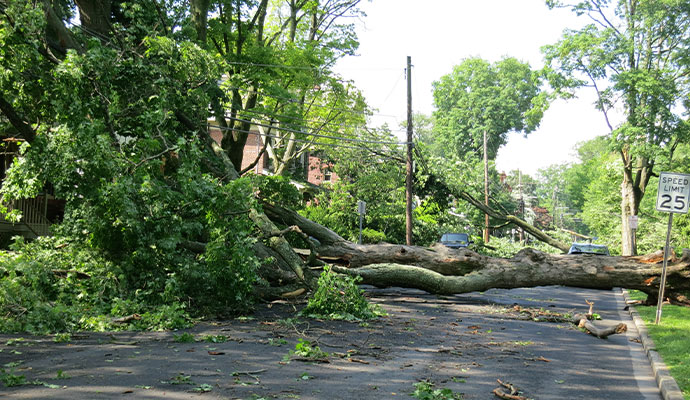 Storm damage fallen tree roadway