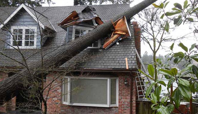 Tree damaged house Tree damaged house