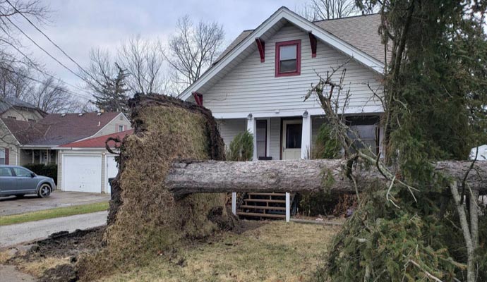 Fallen tree damaging house