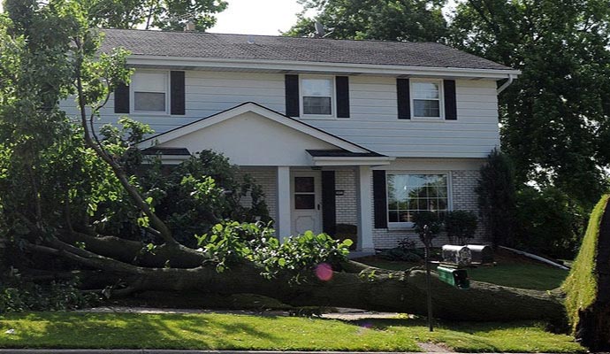Fallen tree infront of the house