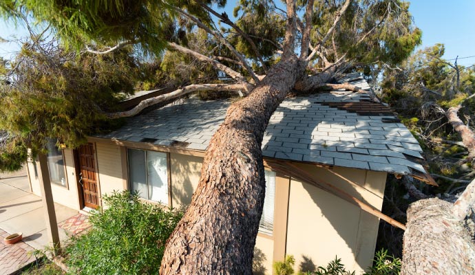 Tree fallen over a house