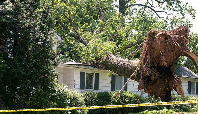 Roof damaged by fallen tree during heavy wind storm Large tree fallen on residential roof after a heavy wind storm